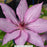 Giselle™ Clematis, 8-Inch