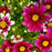 Coreopsis Li'l Bang™ Starstruck', 1-Gallon