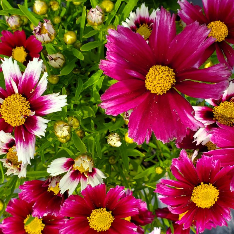 Coreopsis Li'l Bang™ Starstruck', 1-Gallon