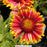Spintop™ Orange Halo Blanket Flower, 1-Gallon