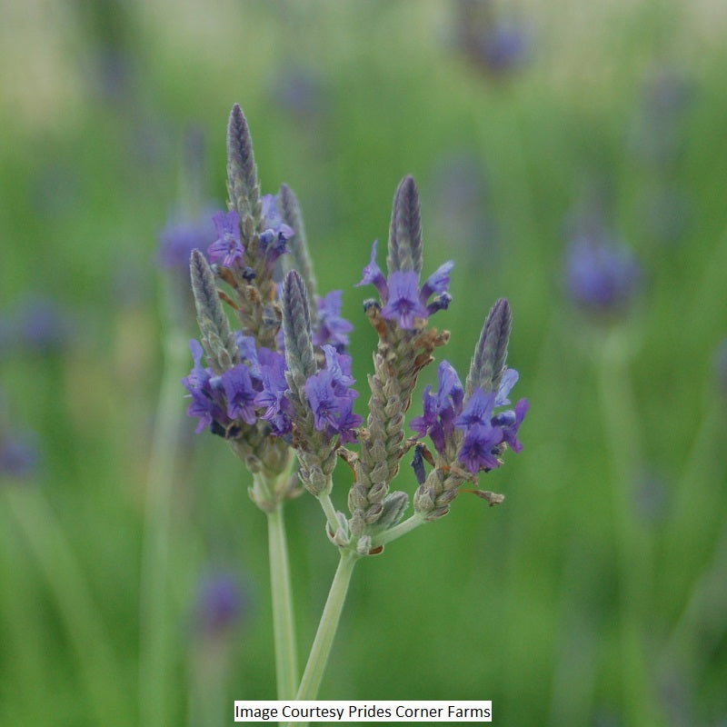 Herb, Fernleaf Lavender 1-Gallon