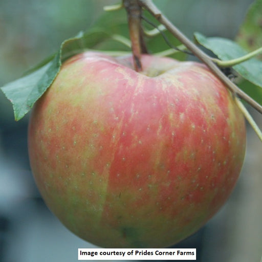 Royal Gala Apple Tree, 7-Gallon