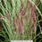 Karley Rose Fountain Grass, 2-Gallon