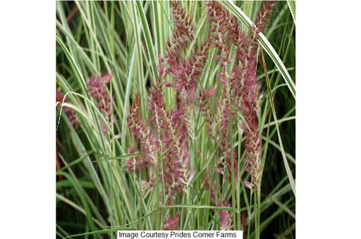 Karley Rose Fountain Grass, 2-Gallon