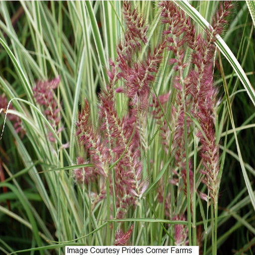 Karley Rose Fountain Grass, 2-Gallon