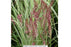 Karley Rose Fountain Grass, 2-Gallon