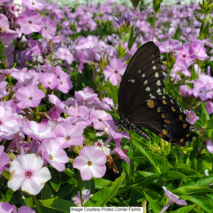 Opening Act Blush Hybrid Garden Phlox, 1-Gallon