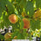 Elberta Peach Tree, 7-Gallon