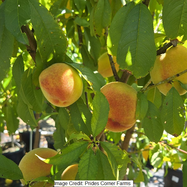 Elberta Peach Tree, 7-Gallon