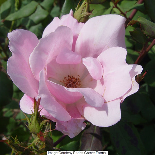 Blushing Knock Out Shrub Rose, 2-Gallon