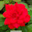 Super Hero Rose, 2-Gallon
