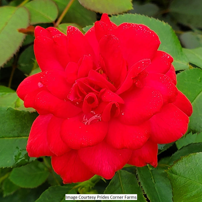 Super Hero Rose, 2-Gallon