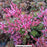 Fulda Glow Sedum, 1-Gallon