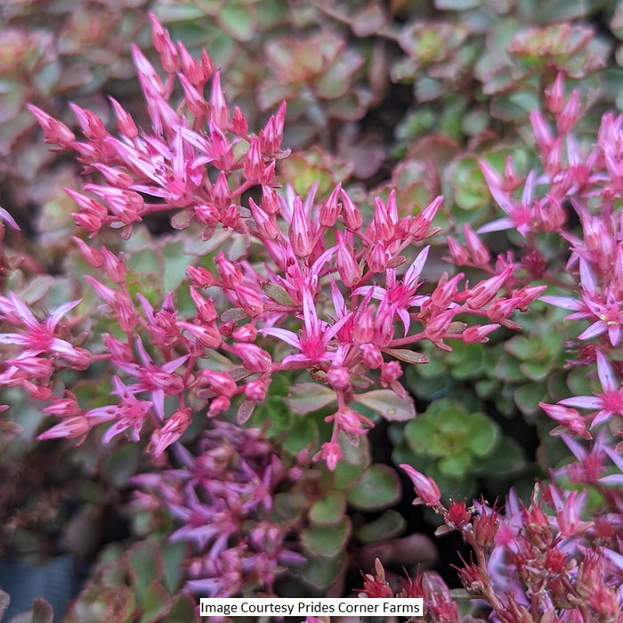 Fulda Glow Sedum, 1-Gallon