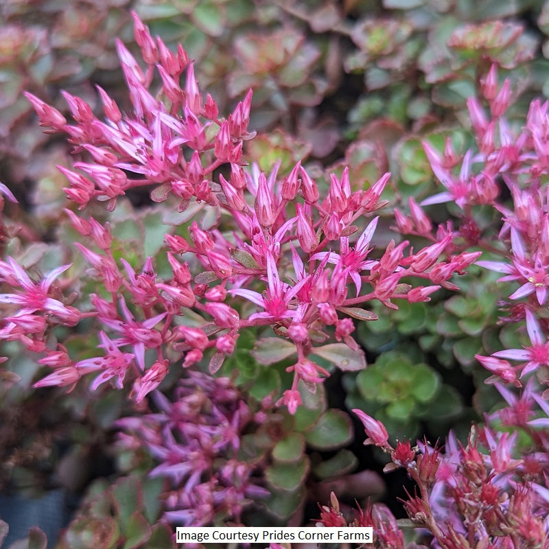 Fulda Glow Sedum, 1-Gallon