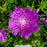 Honeysong Purple Stokes' Aster, 1-Gallon