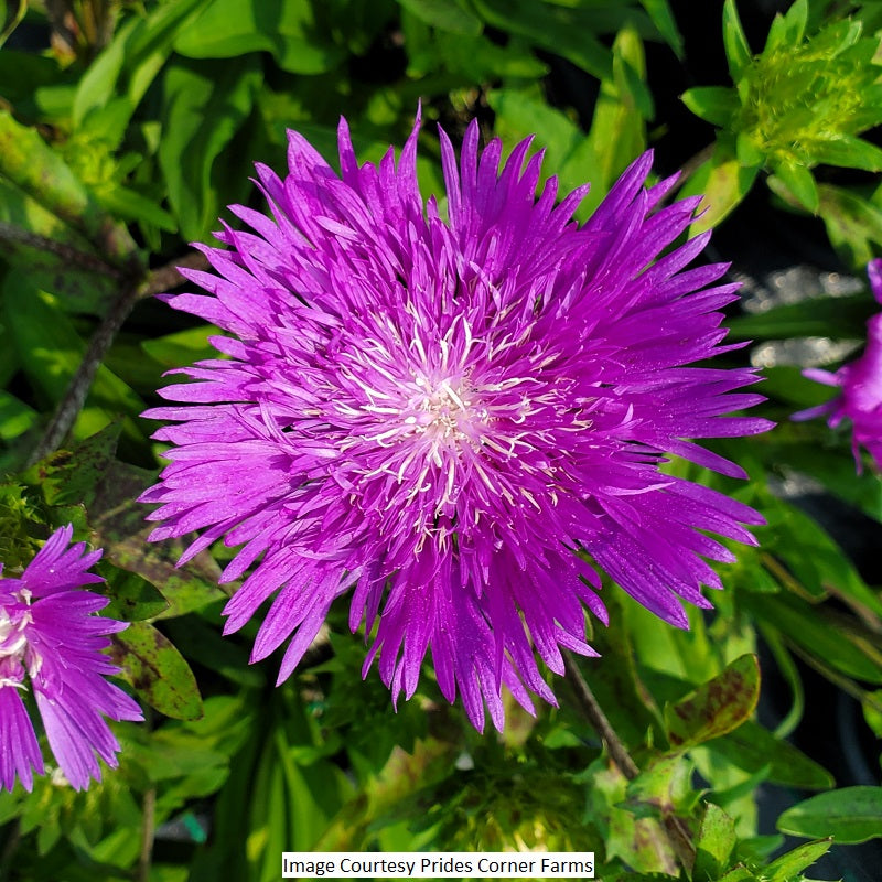 Honeysong Purple Stokes' Aster, 1-Gallon