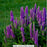 Purple Illusion Spike Speedwell, 1-Gallon