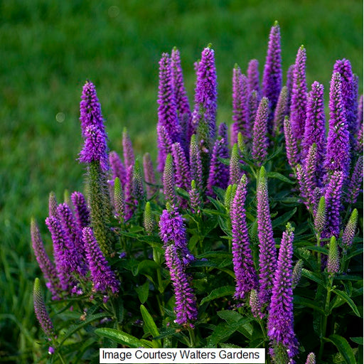 Purple Illusion Spike Speedwell, 1-Gallon