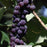 Canadice Seedless Grape Vine, 2-Gallon