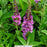 Birthday Cake™ Butterfly Bush, 2-Gallon