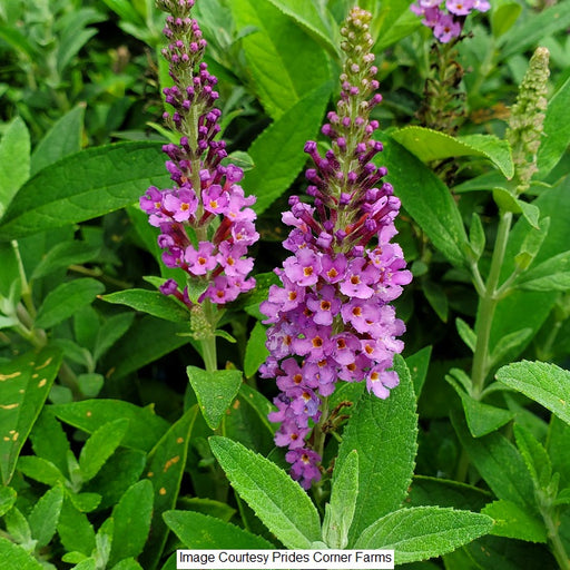 Birthday Cake™ Butterfly Bush, 2-Gallon