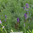 Munstead Strain Lavender, 1-Gallon