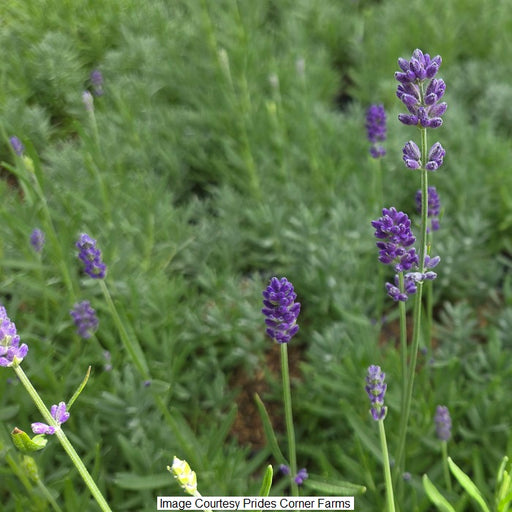 Munstead Strain Lavender, 1-Gallon
