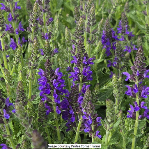 Marcus™ Meadow Sage, 1-Gallon