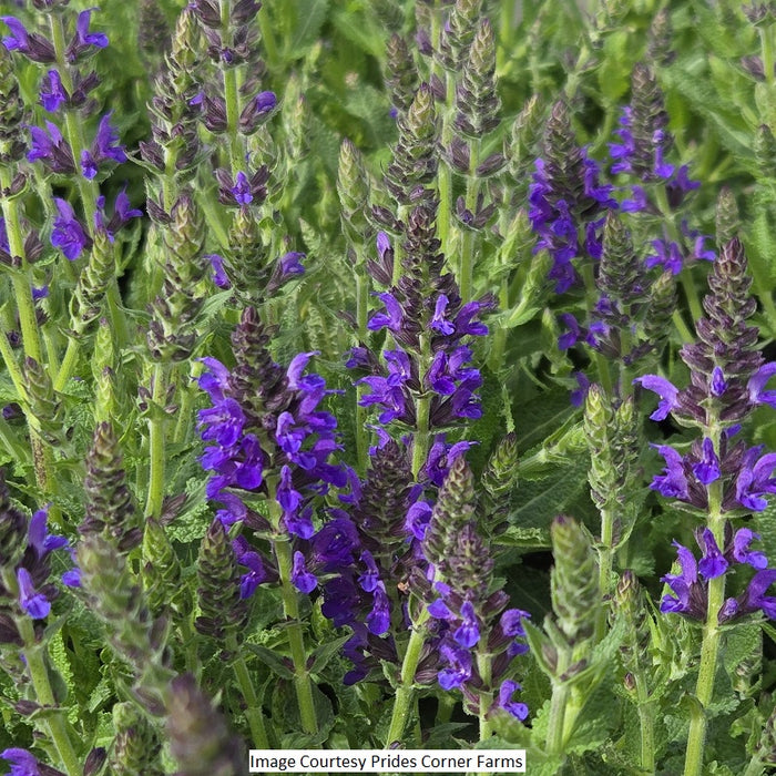 Marcus™ Meadow Sage, 1-Gallon