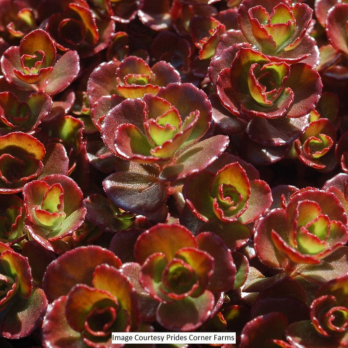 Fulda Glow Sedum, 1-Gallon