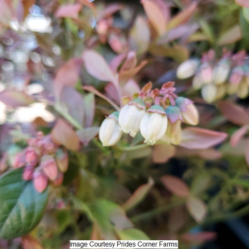 Pink Icing® Blueberry Bush, 2-Gallon