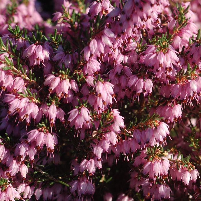 Pink Spring Heather, 2-Gallon