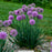 Serendipity Allium, 1-Gallon