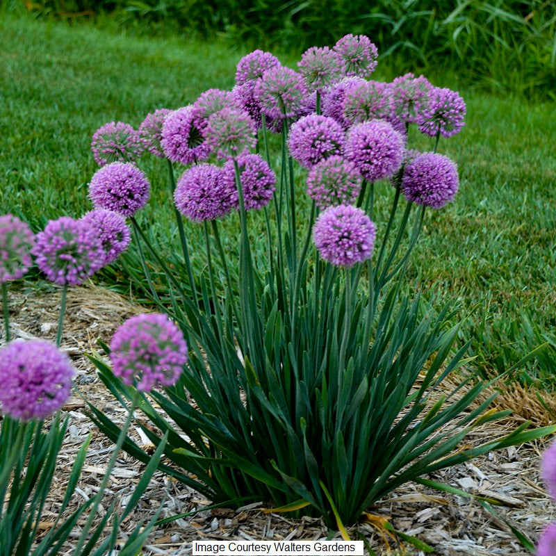 Serendipity Allium, 1-Gallon