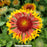 SpinTop® Copper Sun Blanket Flower, 1-Gallon