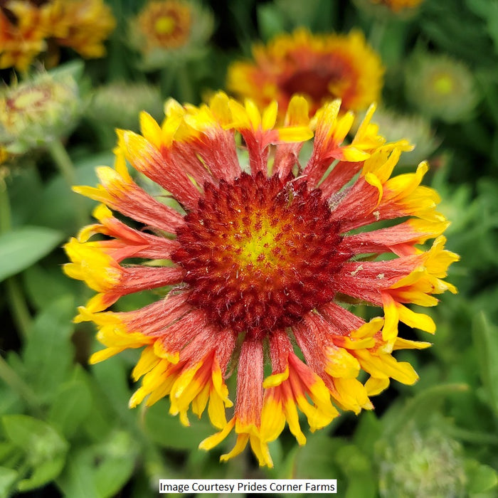 SpinTop® Copper Sun Blanket Flower, 1-Gallon
