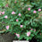 Blushing Knock Out Shrub Rose, 2-Gallon