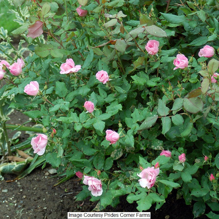 Blushing Knock Out Shrub Rose, 2-Gallon