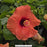 Hollywood Hibiscus® Disco Diva™ 2-Gallon