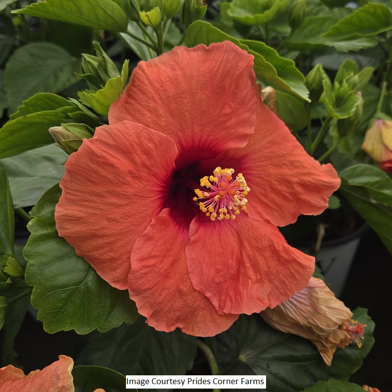 Hollywood Hibiscus® Disco Diva™ 2-Gallon