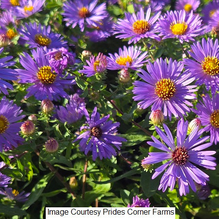 Twilight Sky Aromatic Aster 1-Gallon