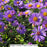 Twilight Sky Aromatic Aster 1-Gallon