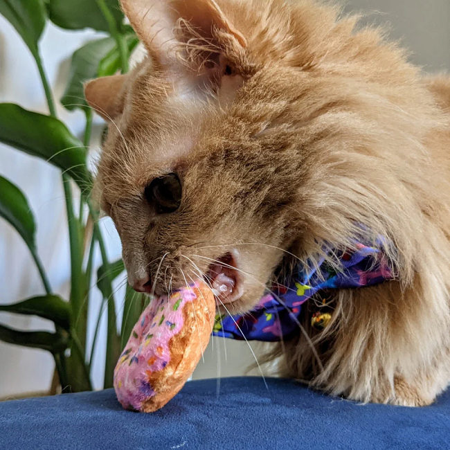 Strawberry Donut Cat Toy