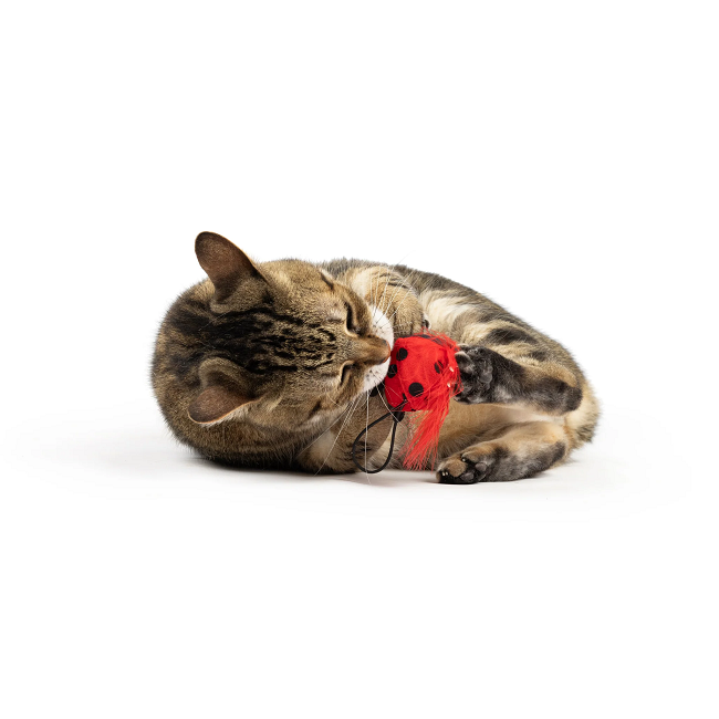 Ladybug Flinger Cat Toy