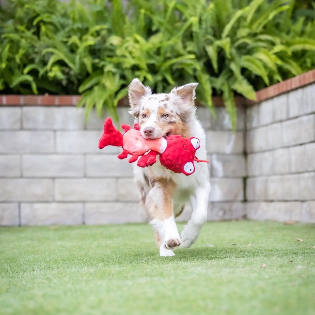 Slappies Claude Lobster Dog Toy