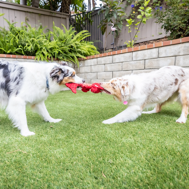 Slappies Claude Lobster Dog Toy