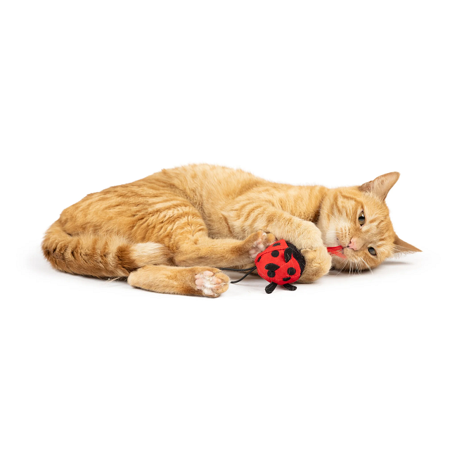 Ladybug Flinger Cat Toy