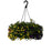 Autumn (Calibrachoa) Hanging Basket
