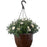 Hanging Basket Mum, 11-Inch Pot